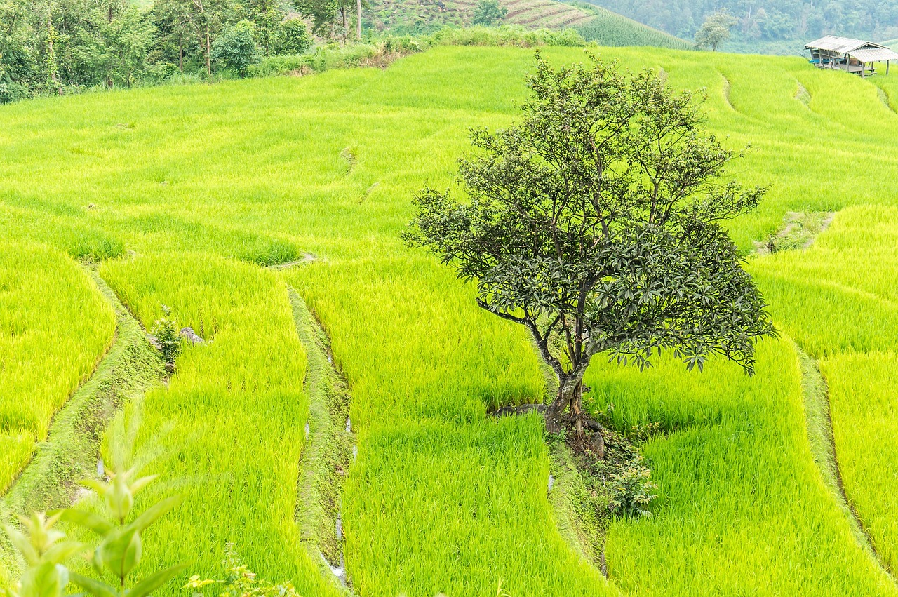 Berge bei Chiang Mai